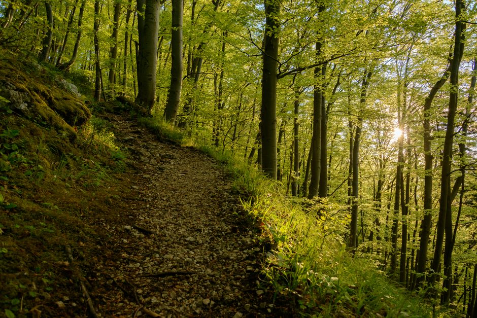 A serene forest path surrounded by lush green trees and dappled sunlight, perfect for nature lovers.