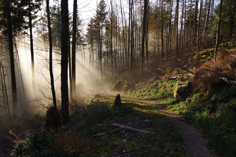 A serene forest scene with sunlight streaming through mist, highlighting a winding trail.
